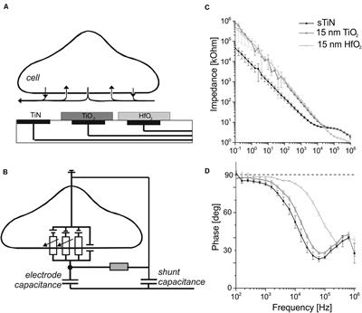 Low-Temperature Atomic Layer Deposited Oxide on Titanium Nitride Electrodes Enables Culture and Physiological Recording of Electrogenic Cells